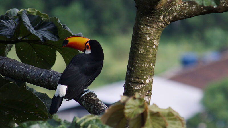 Birdwatching: Nova Friburgo é o destino ideal para a prática