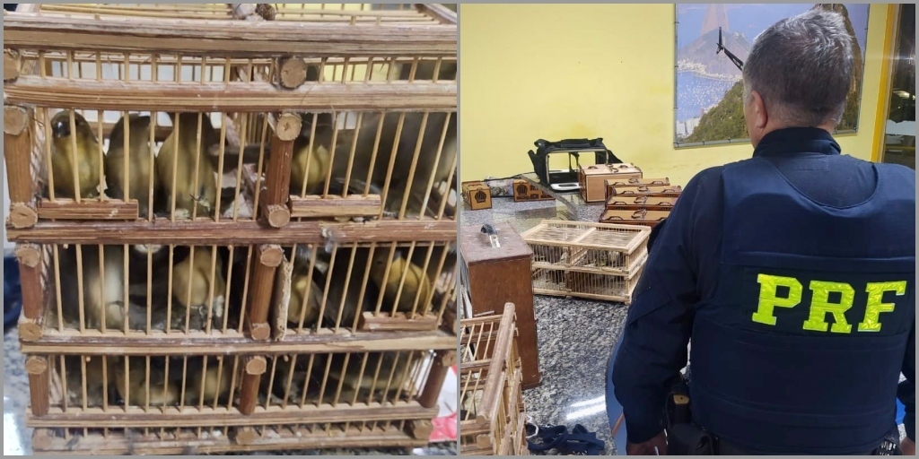 PRF prende homem com 60 pássaros silvestres dentro de pequenas gaiolas em Teresópolis