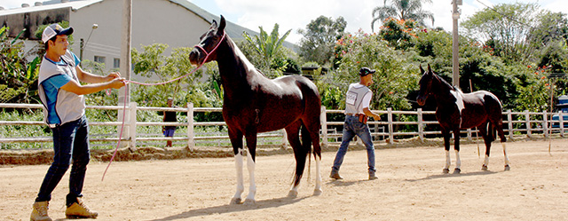 Além de shows,  eventos de equinos movimentam 30° Expo Petrópolis  