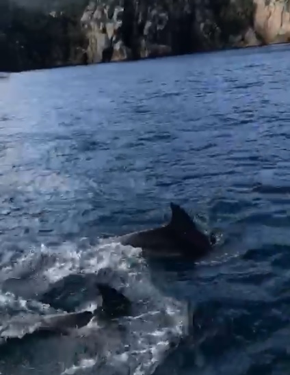 Golfinhos passeiam pela costa marítima de Arraial e flagrante encanta turistas. Veja!