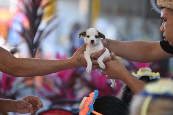 Vinte e dois cães adotados na feira de Proteção Animal