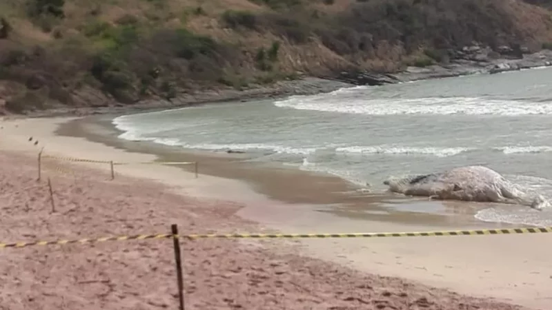 Baleia morta encalha em praia de Búzios