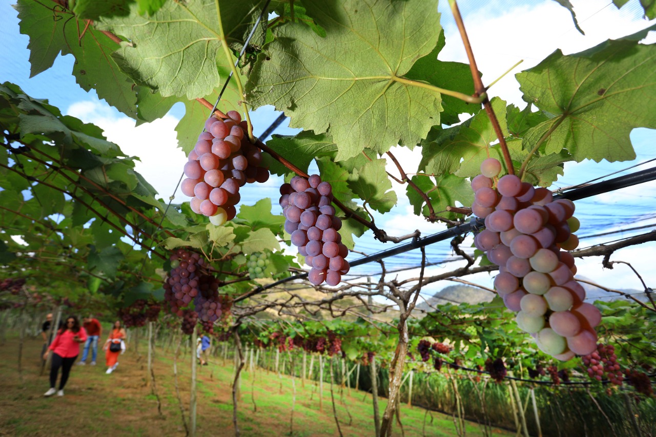 Circuito rural é mais uma atração turística