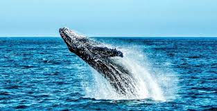 O espetáculo das baleias Jubarte em Arraial do Cabo