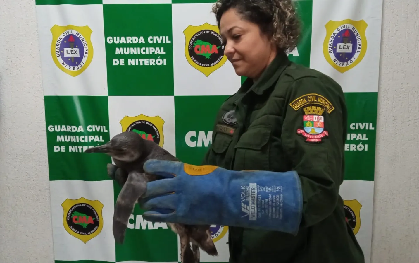 Pinguim da Argentina é resgatado em Niterói