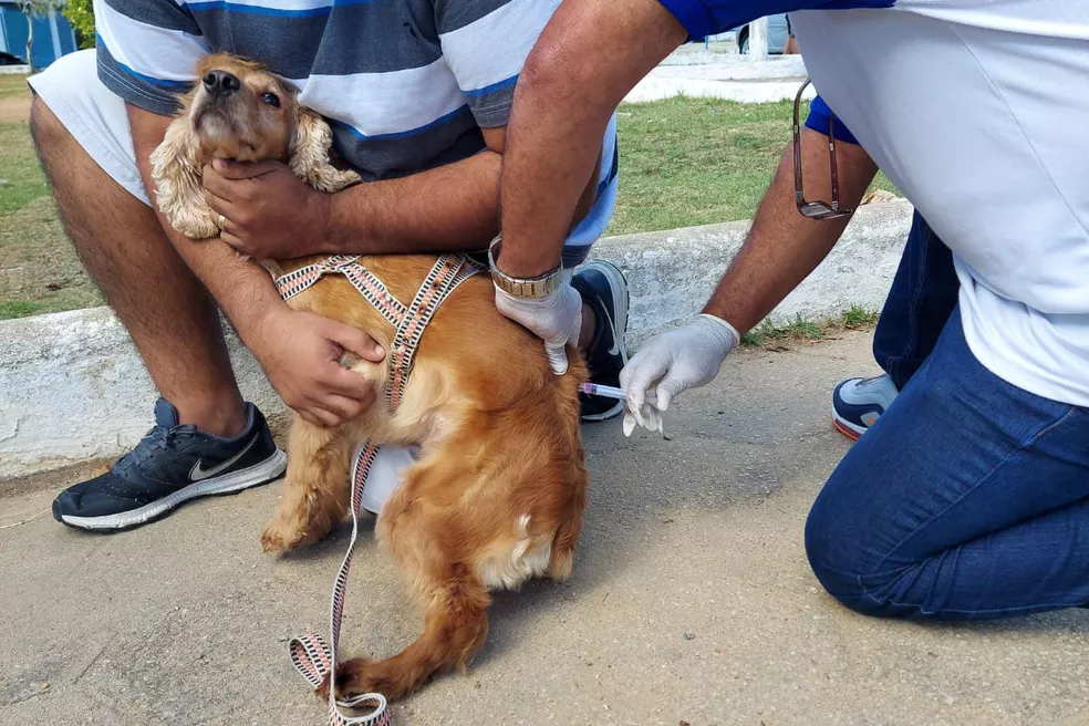 Vacinação antirrábica em 3 bairros nesta semana