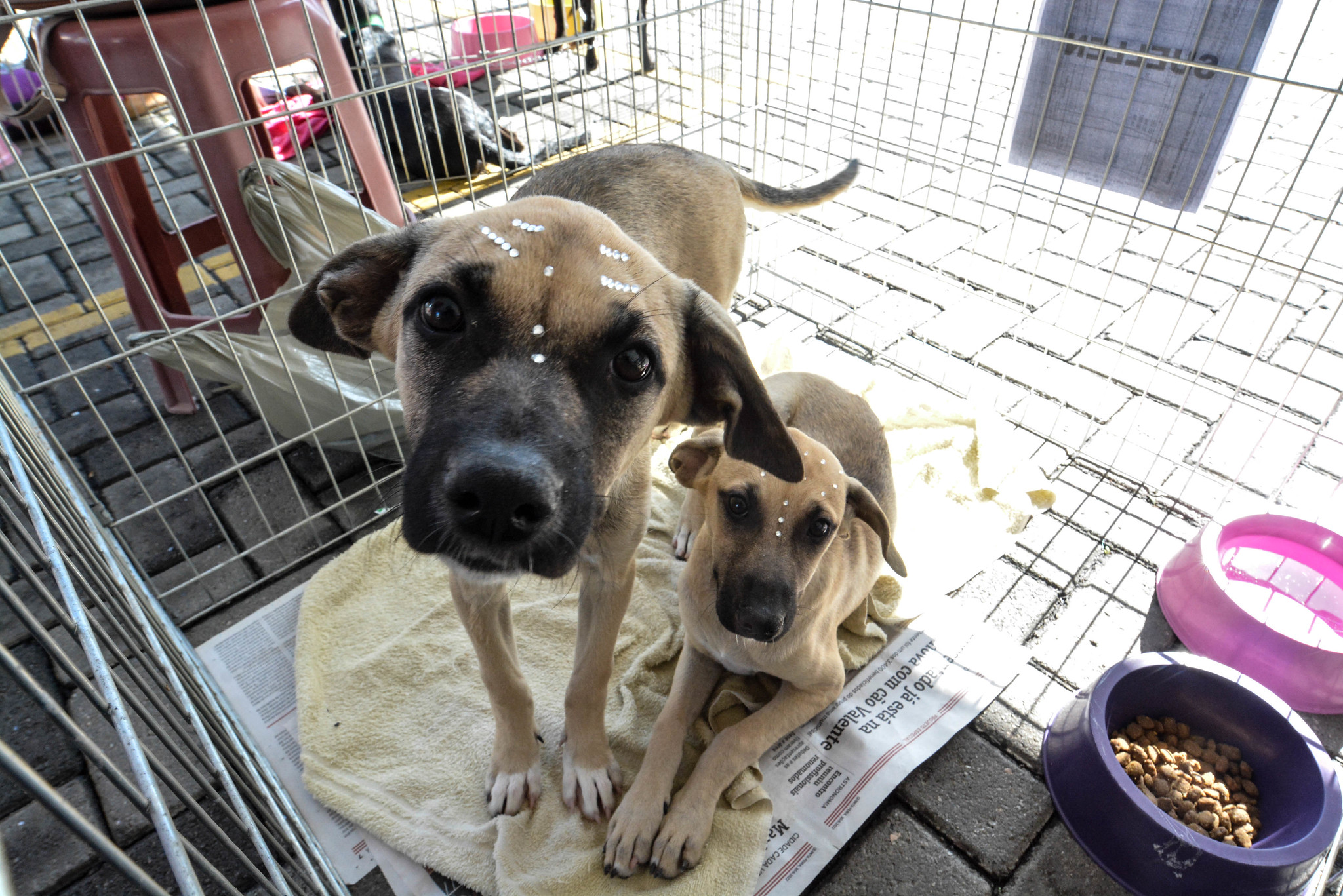 Feira de adoção garante um novo lar a 20 animais 