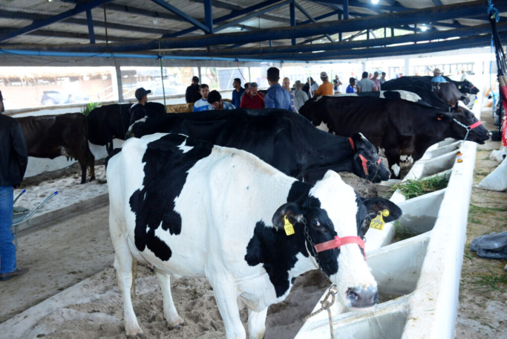 Começou o Concurso leiteiro da 24ª Expo de Quissamã