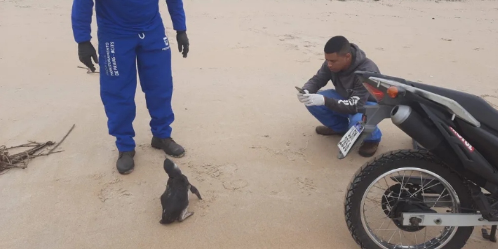 Pinguim é resgatado dentro de lixeira em Cabo Frio