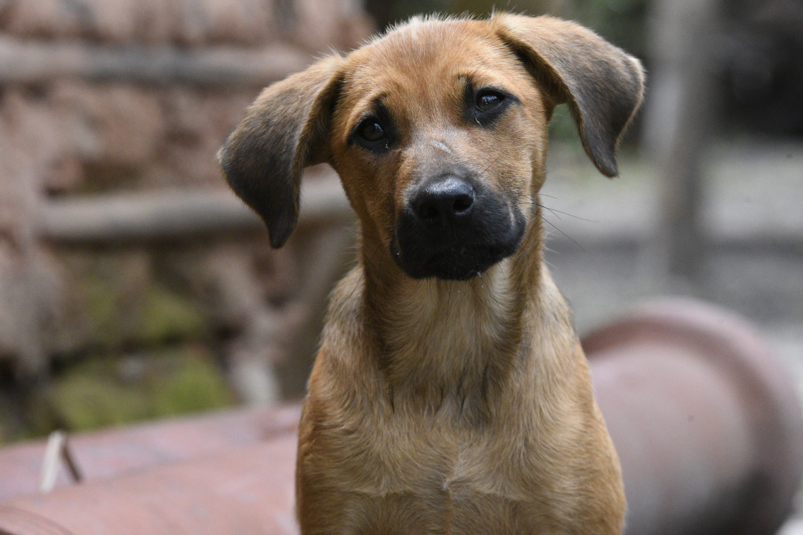 Maricá leva ação de saúde animal à aldeia indígena 