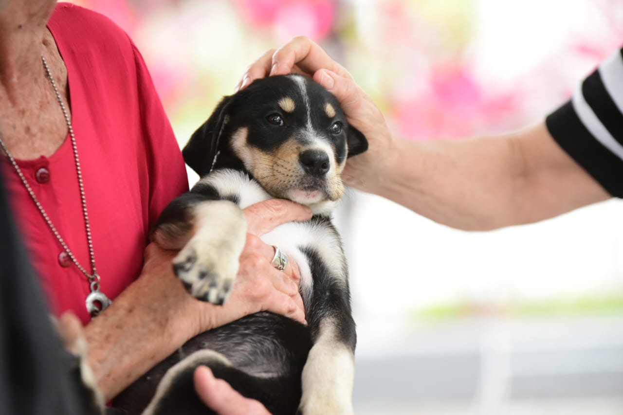 Proteção Animal participa de campanha de adoção