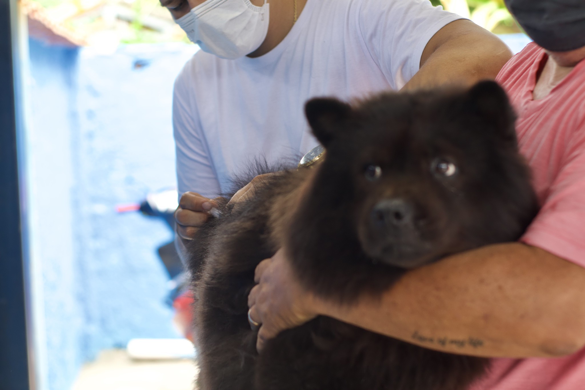 Prefeitura realizará Campanha de Vacinação  Animal na cidade