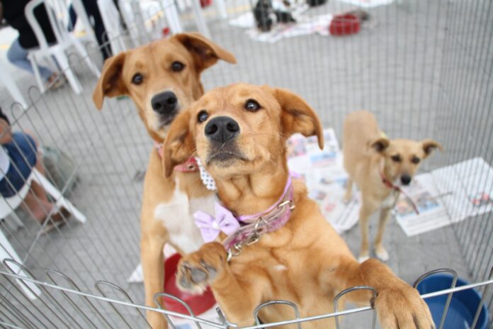 Feira de adoção de cães e gatos acontece neste domingo