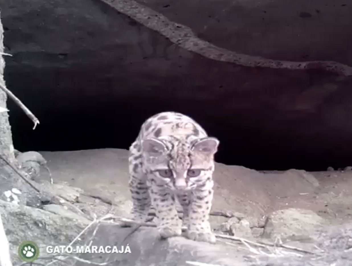 Câmeras flagram espécies raras de gatos no Parque dos Três Picos