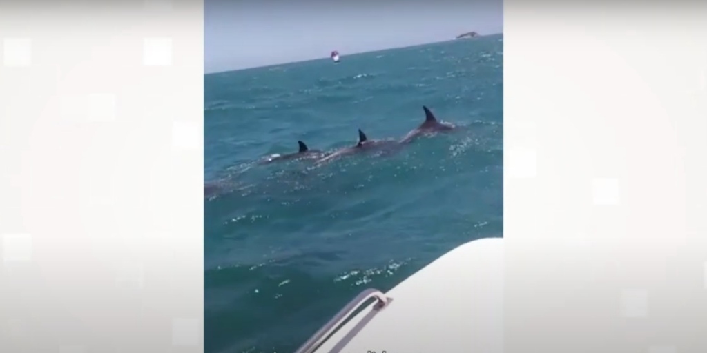 Grupo de golfinhos é visto por turistas que estavam em barco no mar de Búzios