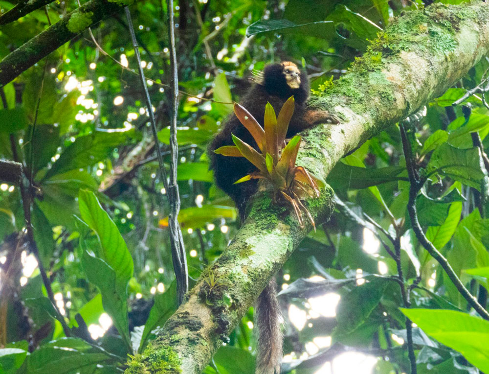 Inea flagra sagui-da-serra-escuro em Friburgo