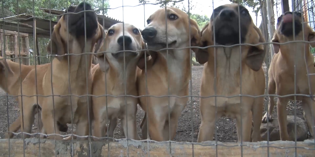 Cabo Frio segue com canil lotado e sem campanha contra maus-tratos a animais