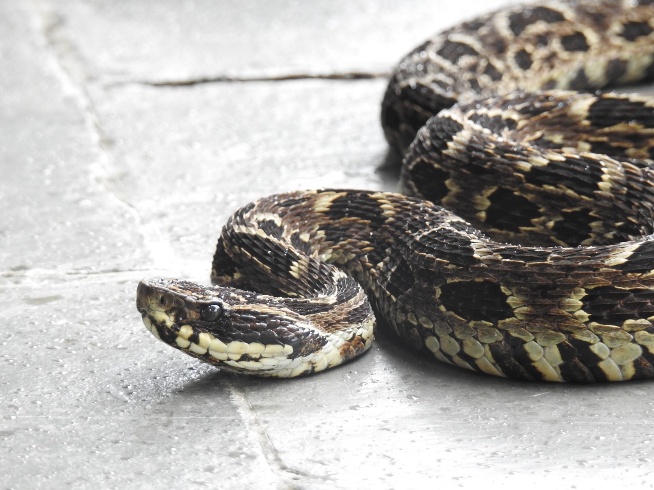 Inea resgata serpente rara em casa de Lumiar