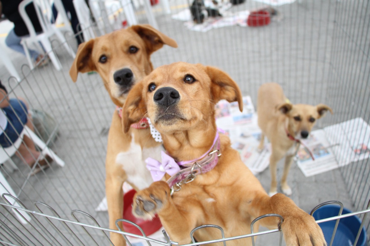 Maricá recebe campanha de adoção de cães e gatos 