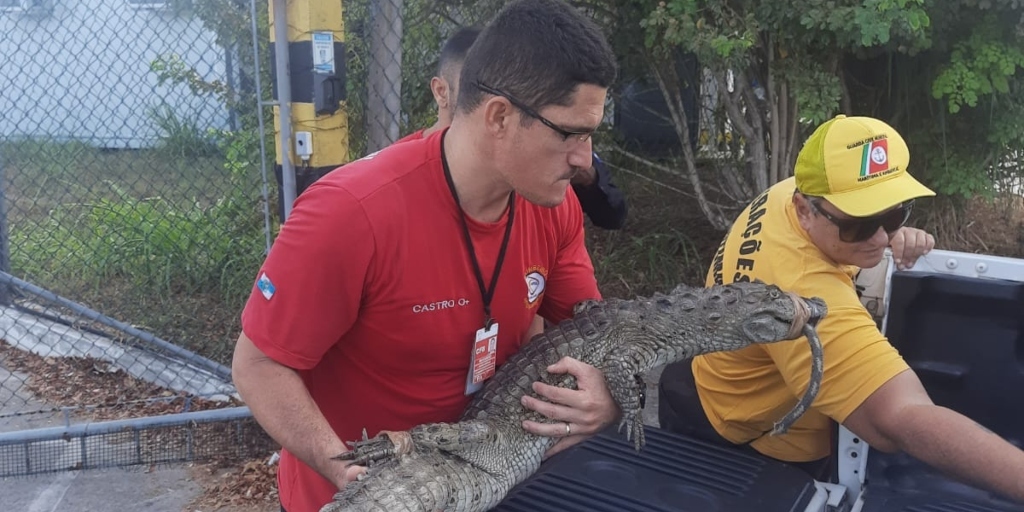 Jacaré-de-papo-amarelo é capturado em área urbana de Cabo Frio