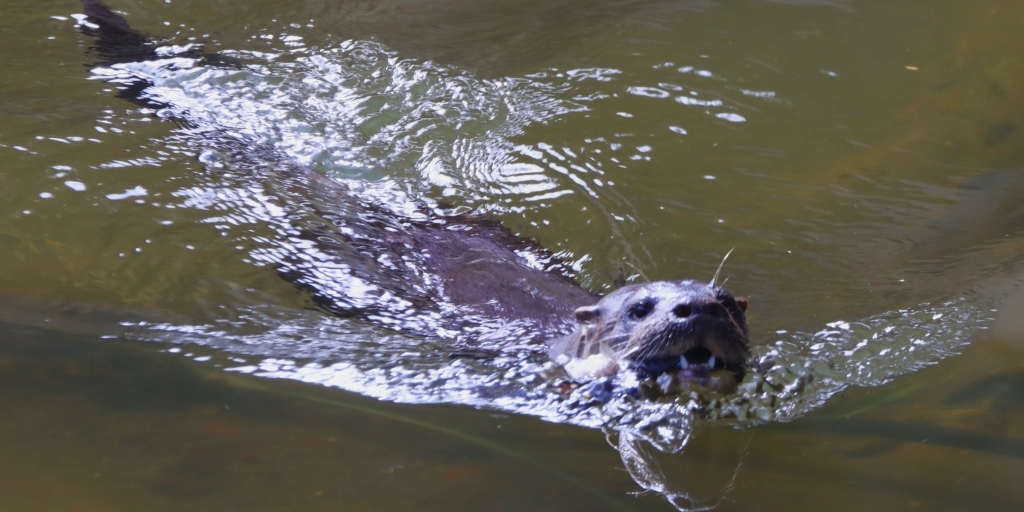 Lontra aparece no centro de Friburgo