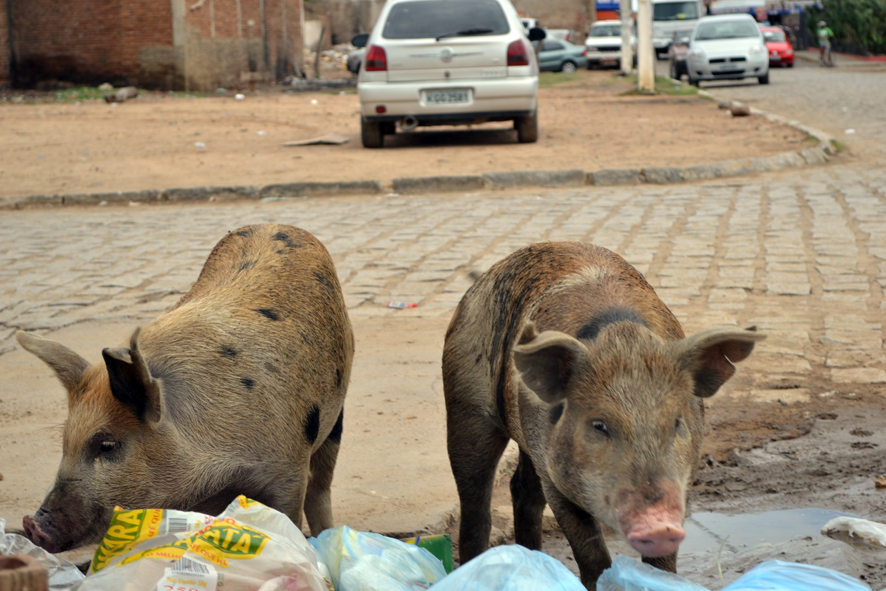 Porcos circulando nas ruas chamam a atenção em Campos