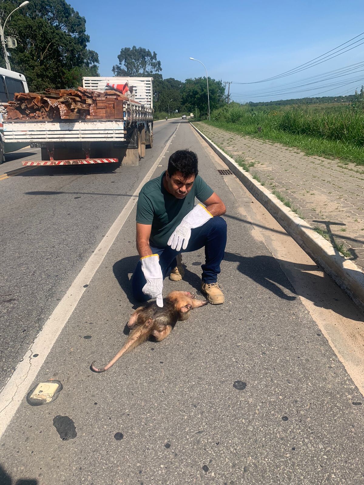 Tamanduá Mirim encontrado em estrada de Búzios fará parte de Museu