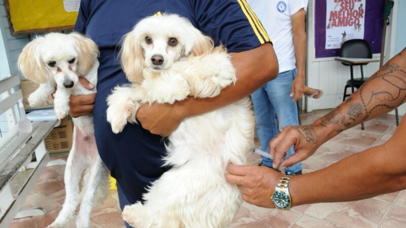 O Dia D de Vacinação Antirrábica, que aconteceu no sábado (23), em Quissamã, vacinou 2.687 mil cães e gatos, o melhor resultado dos últimos anos.