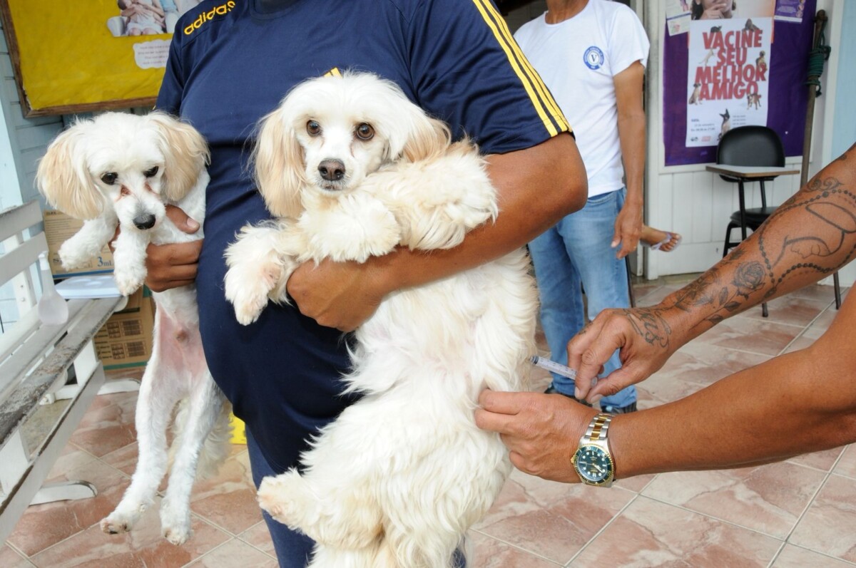 O Dia D de Vacinação Antirrábica, que aconteceu no sábado (23), em Quissamã, vacinou 2.687 mil cães e gatos, o melhor resultado dos últimos anos.