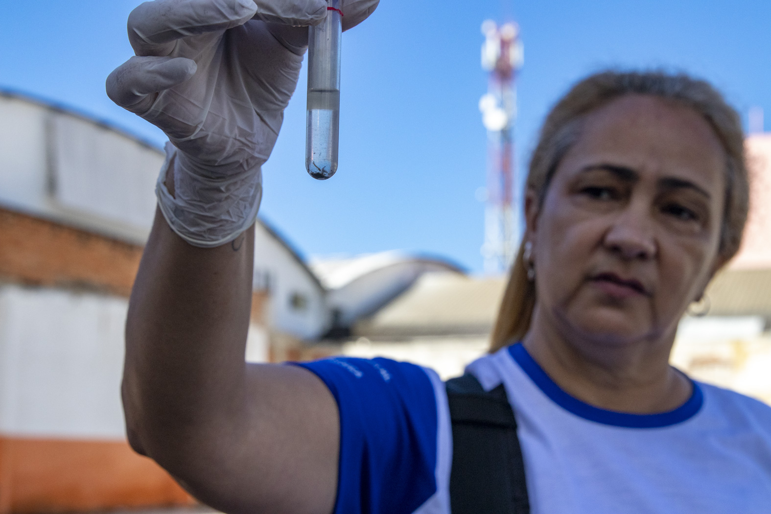 Aedes aegypti: Saúde divulga resultado do LIRAa