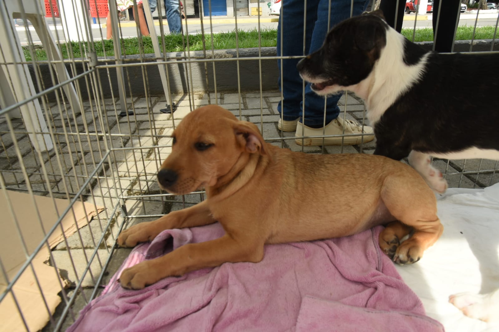 Prefeitura promove campanha de adoção de cães e gatos neste sábado (21/10)