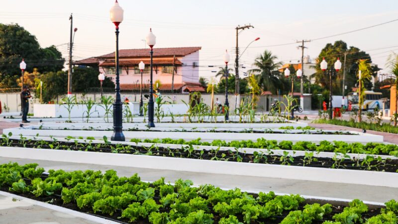 Inova promove treinamento de agricultores para enxertia em fruteiras tropicais