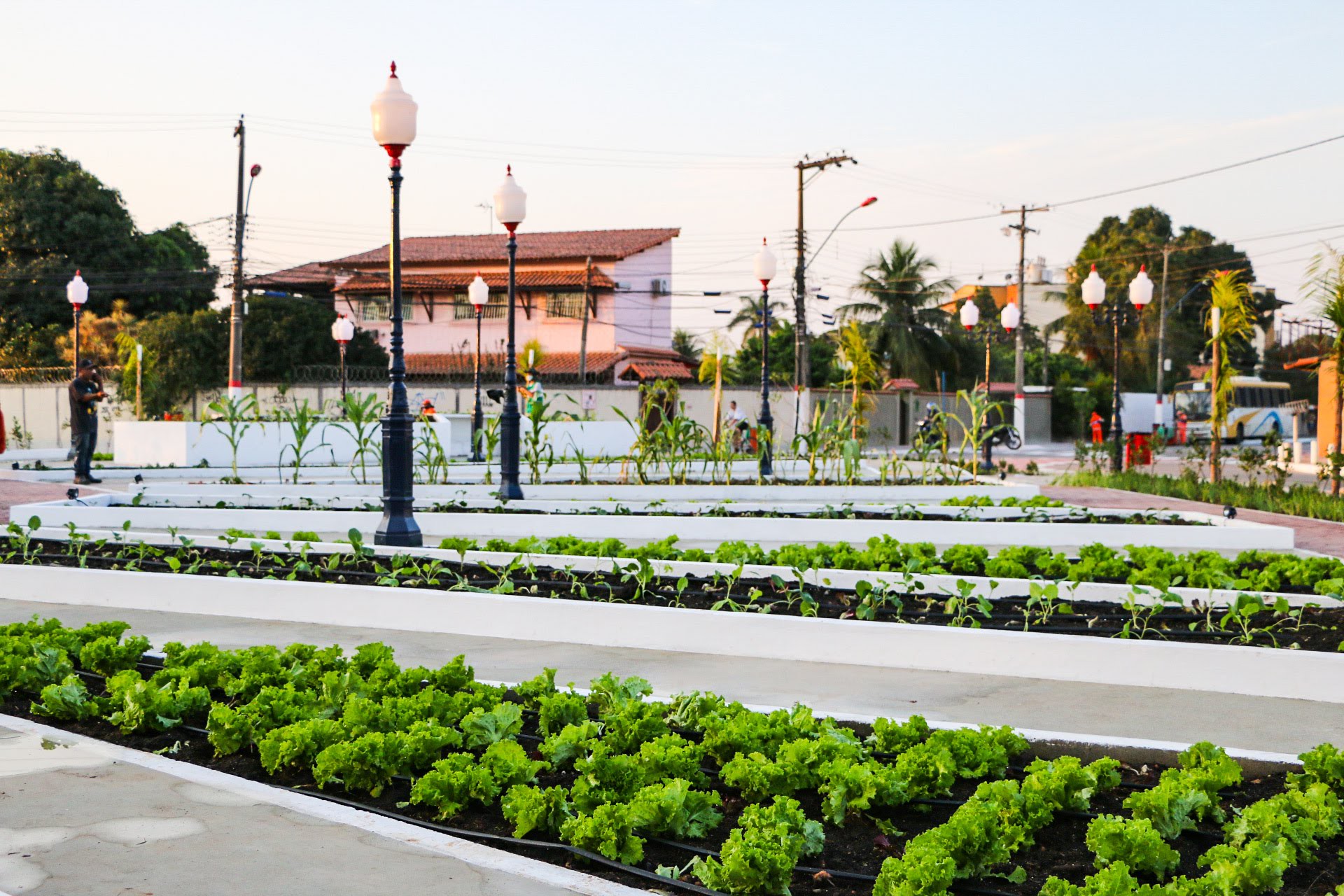 Inova promove treinamento de agricultores para enxertia em fruteiras tropicais