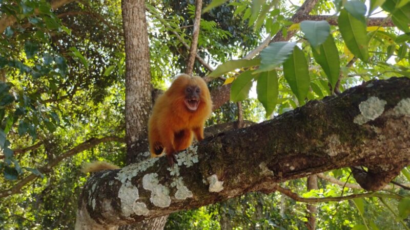 O Parque Natural Municipal do Mico-Leão-Dourado, em Cabo Frio, segue cadastrando e monitorando os micos da região