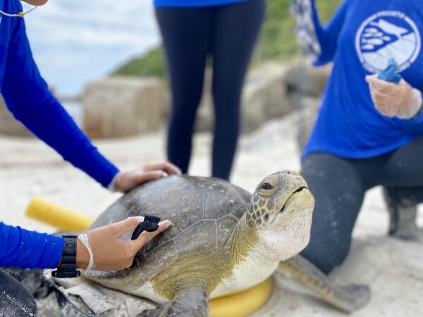 Monitoramento de tartarugas na praia do Pontal