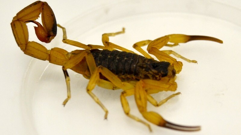 Vigilância em Saúde de Quissamã orienta sobre como evitar proliferação do escorpião amarelo