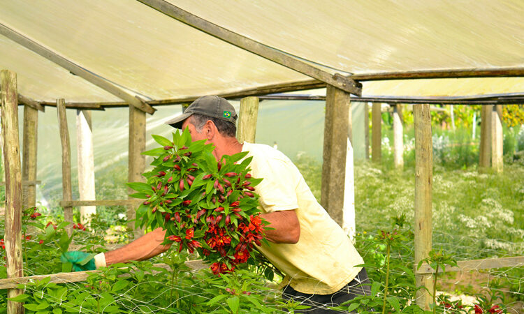 Dia do Agricultor: celebrando a vida rural em Nova Friburgo