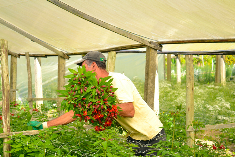 Dia do Agricultor: celebrando a vida rural em Nova Friburgo