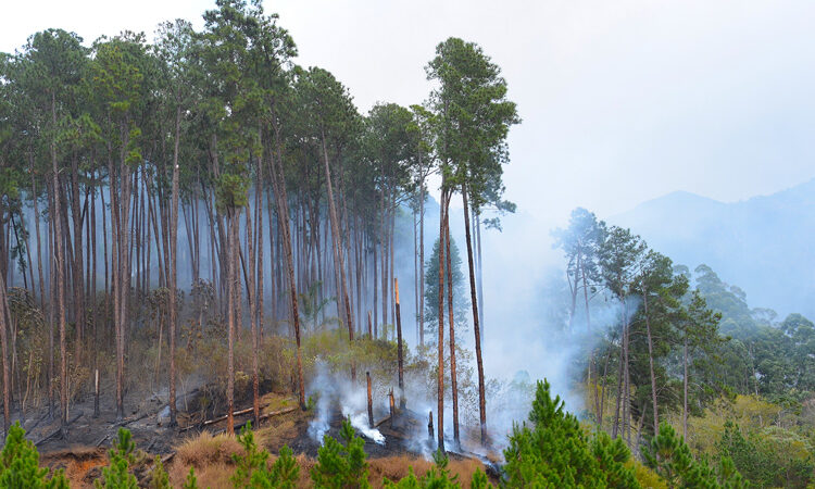 Prevenção contra queimadas é primordial neste período de seca