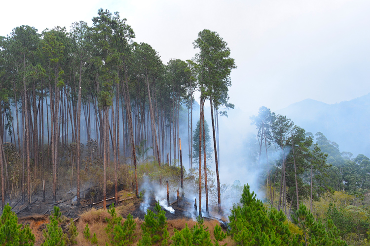 Prevenção contra queimadas é primordial neste período de seca