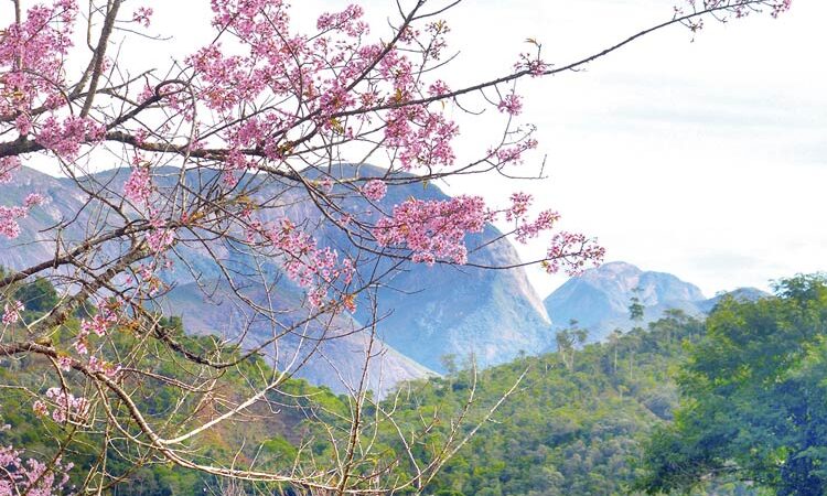 Festa da Cerejeira será realizada neste fim de semana