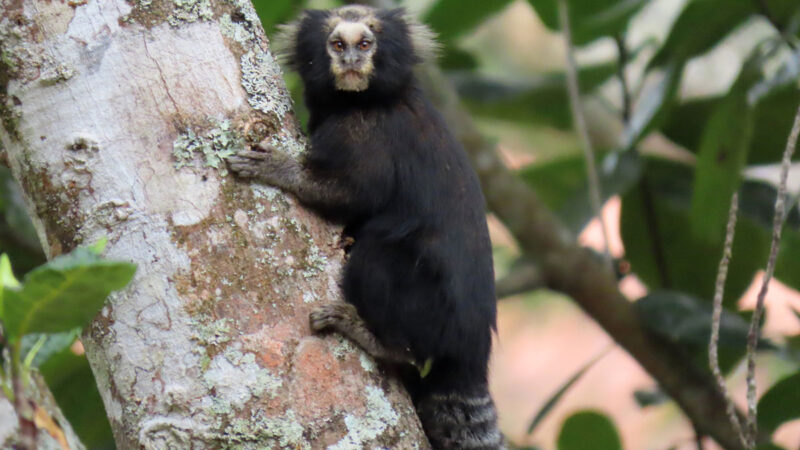 Decreto cria em Amparo o refúgio de vida silvestre