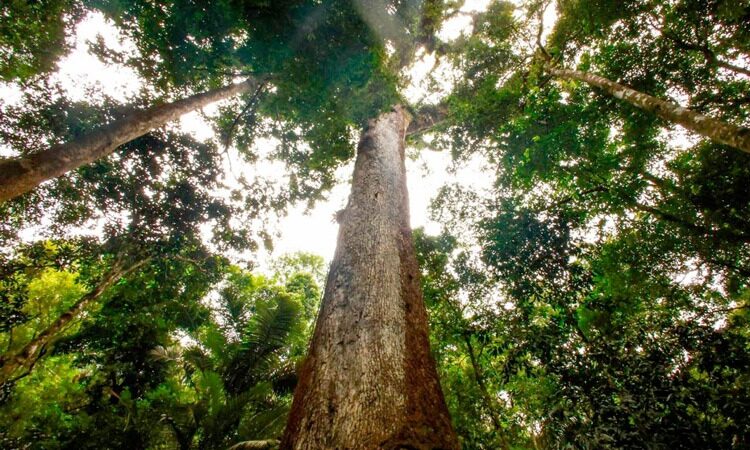 Jequitibá-rosa milenar impulsiona visitação no Parque dos Três Picos