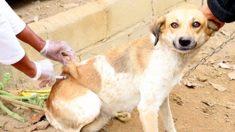 Campanha de Vacinação Antirrábica supera meta e tem mais de 5 mil cães e gatos imunizados