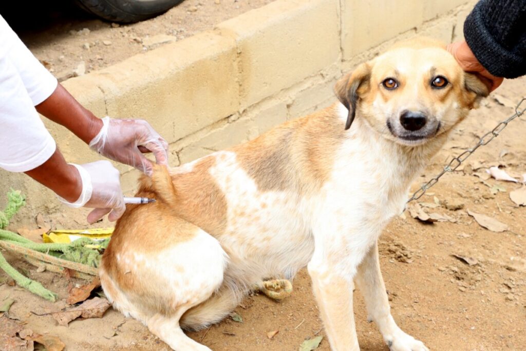 Campanha de Vacinação Antirrábica supera meta e tem mais de 5 mil cães e gatos imunizados