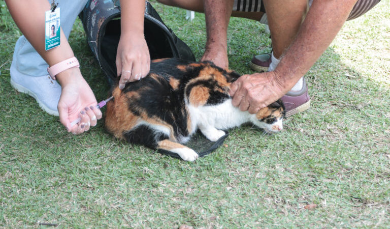 Saquarema bate recorde na campanha de vacinação antirrábica