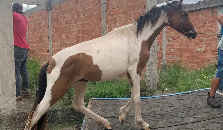 Cabo Frio adota medidas contra animais soltos com retomada de serviço