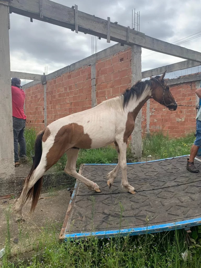 Cabo Frio adota medidas contra animais soltos com retomada de serviço