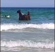 Imagem de cavalo no mar em Cabo Frio viraliza e gera comentários