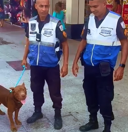 Cão abandonado em Macaé foi resgatado pelo Segurança Presente